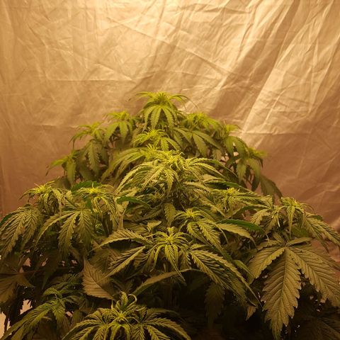 Northern Lights x1 growlog timeline photo