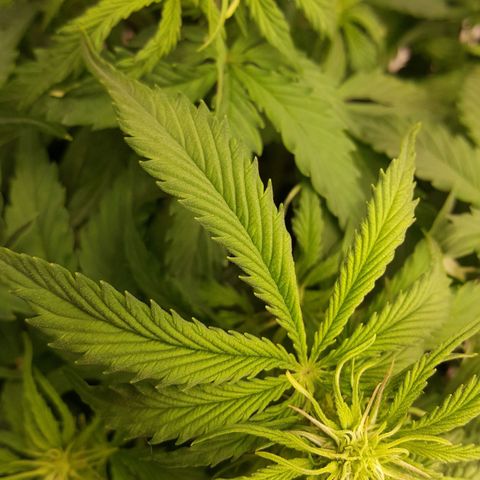 Northern Lights x1 growlog timeline photo