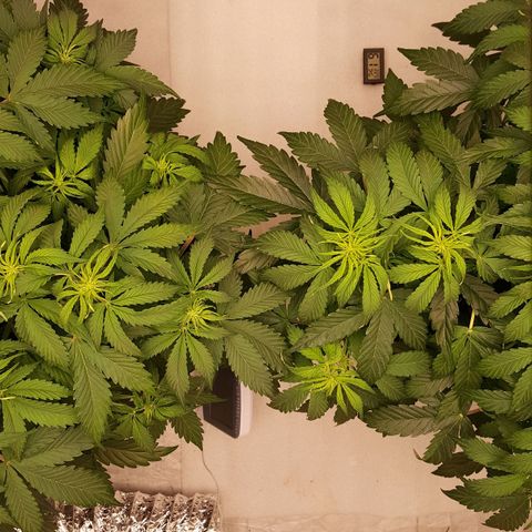 Northern Lights x1 growlog timeline photo