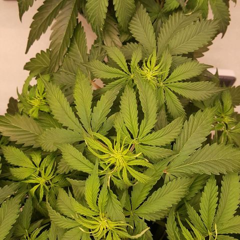 Northern Lights x1 growlog timeline photo