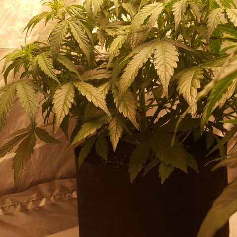 Northern Lights x1 growlog timeline photo