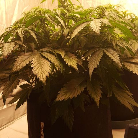 Northern Lights x1 growlog timeline photo