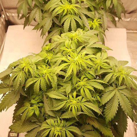Northern Lights x1 growlog timeline photo