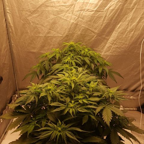 Northern Lights x1 growlog timeline photo
