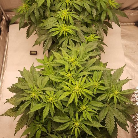 Northern Lights x1 growlog timeline photo