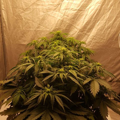 Northern Lights x1 growlog timeline photo