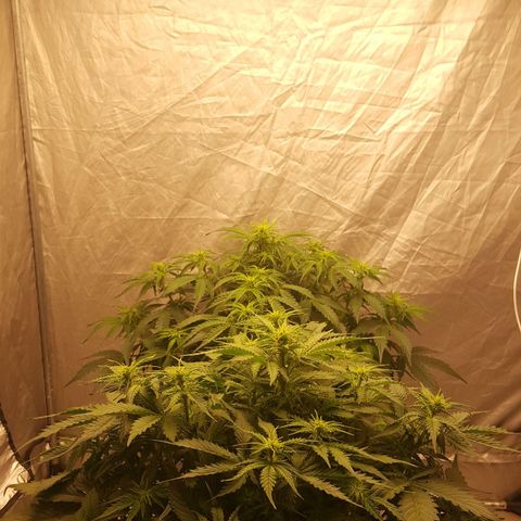 Northern Lights x1 growlog timeline photo