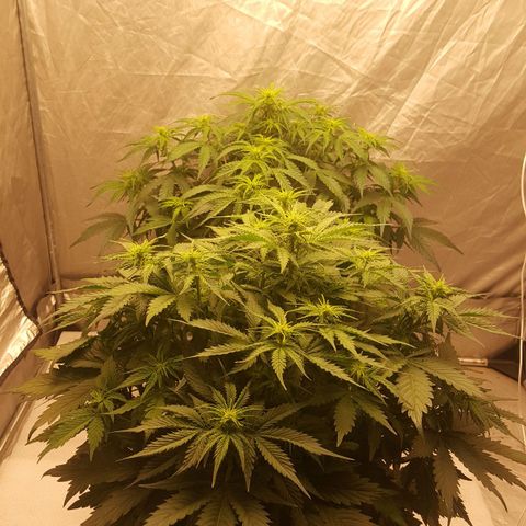 Northern Lights x1 growlog timeline photo