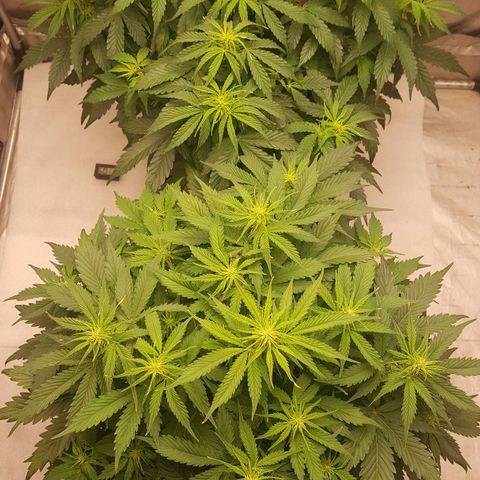 Northern Lights x1 growlog timeline photo