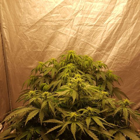 Northern Lights x1 growlog timeline photo