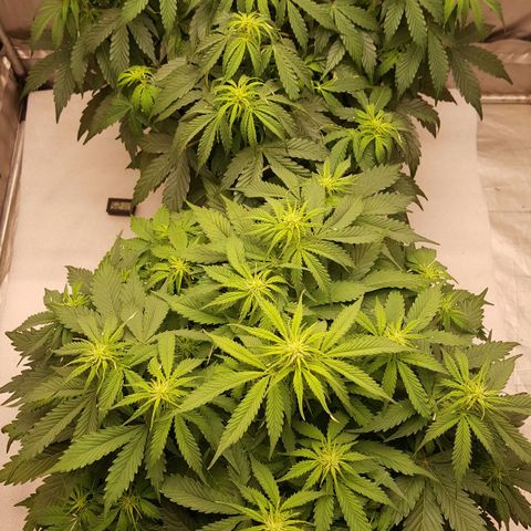 Northern Lights x1 growlog timeline photo