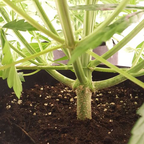 Northern Lights x1 growlog timeline photo