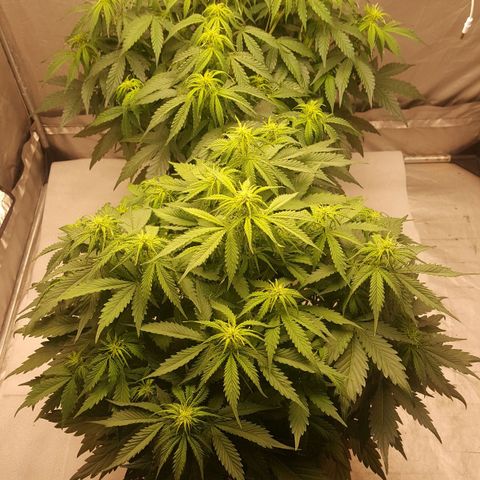 Northern Lights x1 growlog timeline photo