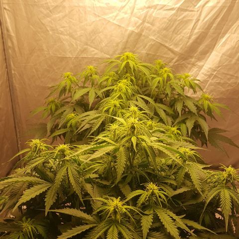 Northern Lights x1 growlog timeline photo