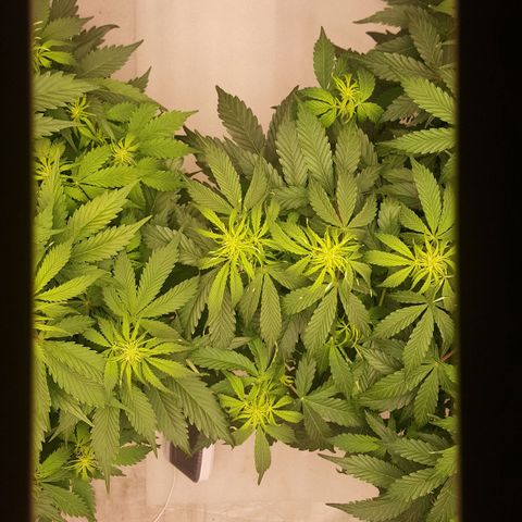 Northern Lights x1 growlog timeline photo