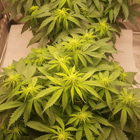 Northern Lights x1 growlog timeline photo