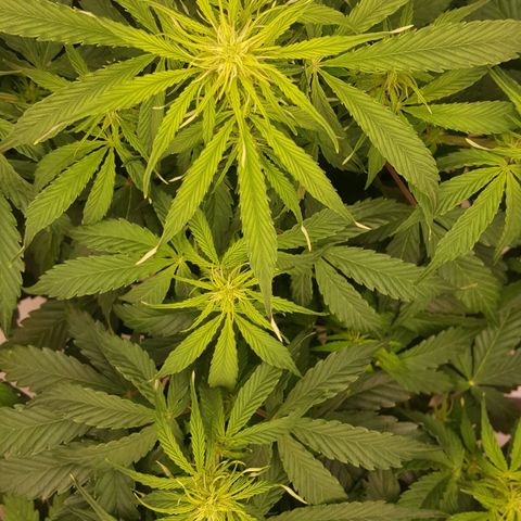 Northern Lights x1 growlog timeline photo