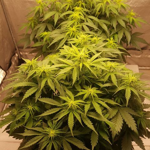 Northern Lights x1 growlog timeline photo