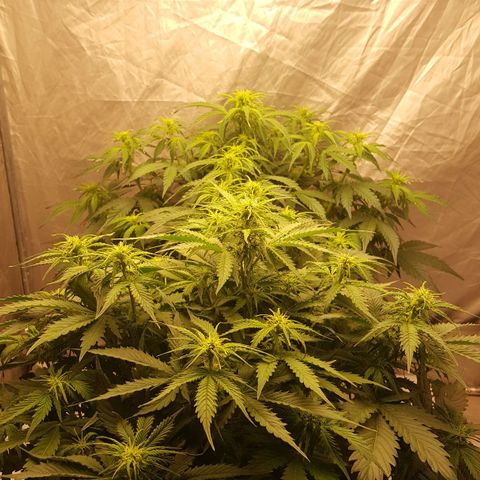 Northern Lights x1 growlog timeline photo