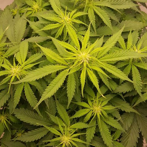 Northern Lights x1 growlog timeline photo