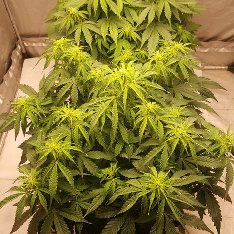Northern Lights x1 growlog timeline photo