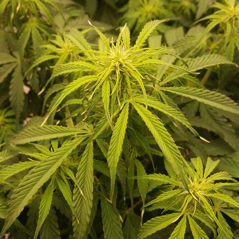 Northern Lights x1 growlog timeline photo