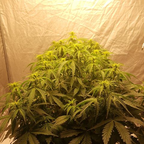 Northern Lights x1 growlog timeline photo
