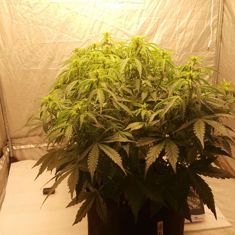 Northern Lights x1 growlog timeline photo