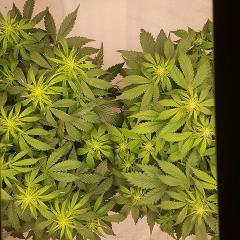 Northern Lights x1 growlog timeline photo