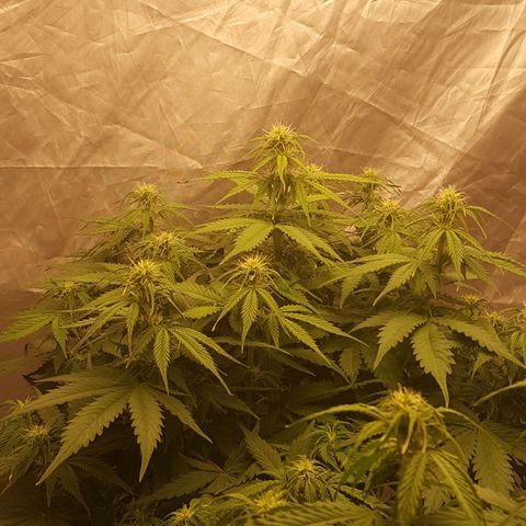 Northern Lights x1 growlog timeline photo
