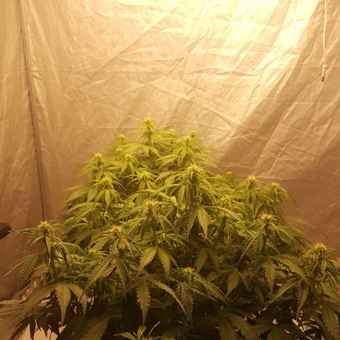 Northern Lights x1 growlog timeline photo