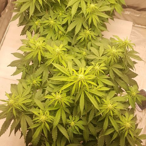 Northern Lights x1 growlog timeline photo