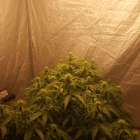 Northern Lights x1 growlog timeline photo