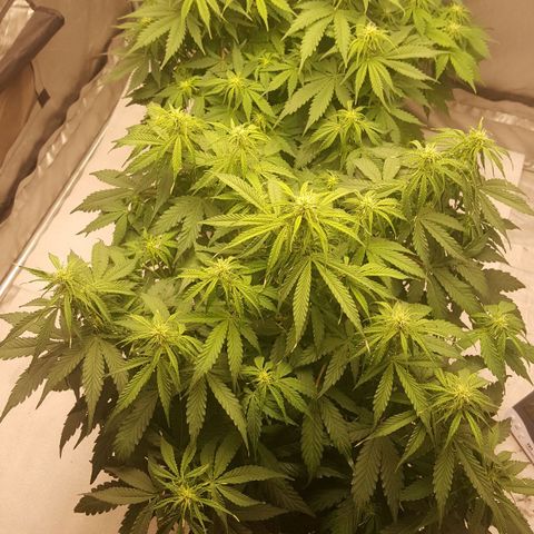 Northern Lights x1 growlog timeline photo