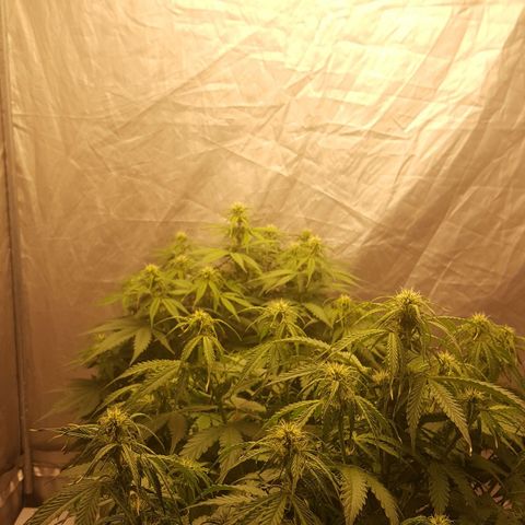 Northern Lights x1 growlog timeline photo