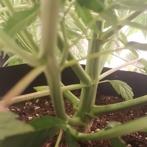 Northern Lights x1 growlog timeline photo