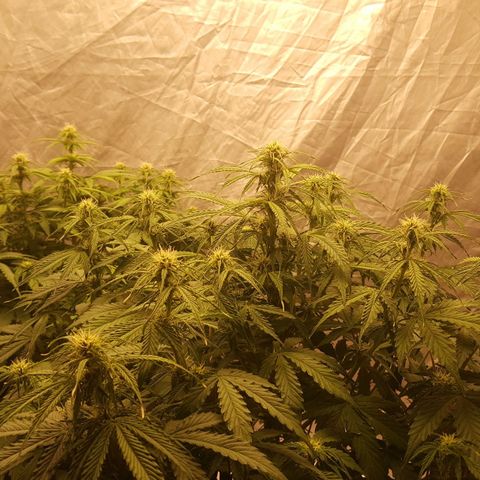 Northern Lights x1 growlog timeline photo