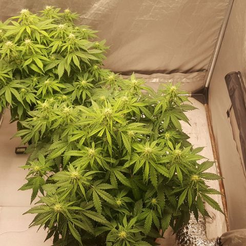 Northern Lights x1 growlog timeline photo