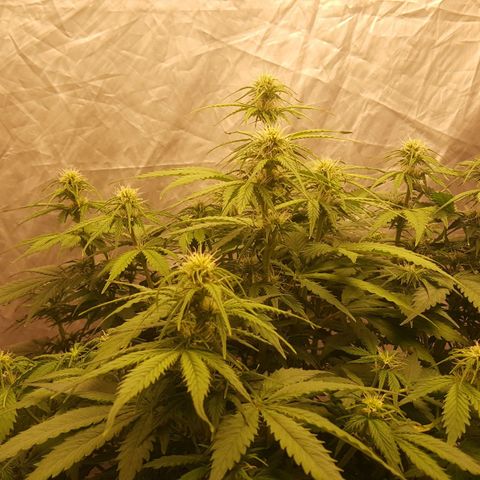 Northern Lights x1 growlog timeline photo