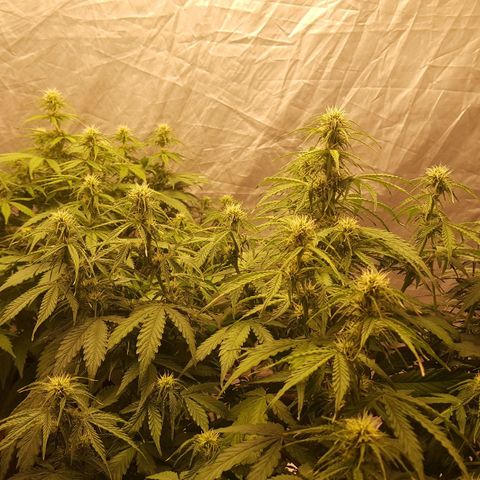 Northern Lights x1 growlog timeline photo