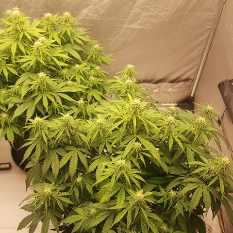 Northern Lights x1 growlog timeline photo