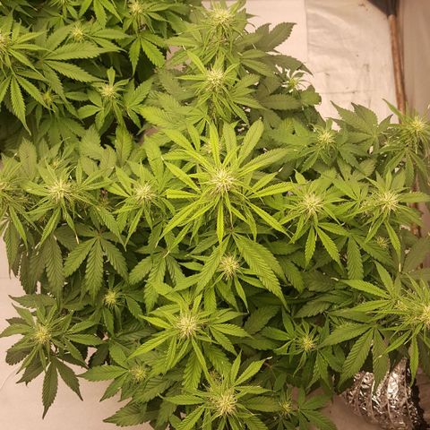Northern Lights x2 growlog timeline photo