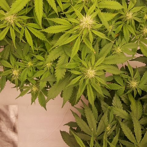 Northern Lights x1 growlog timeline photo