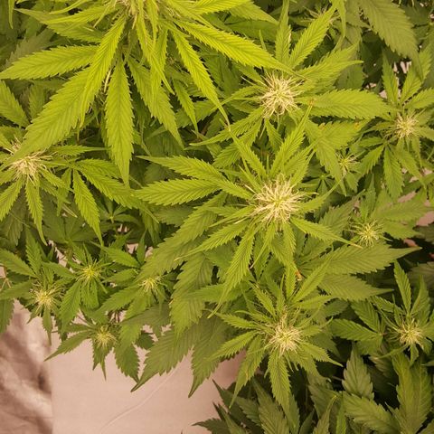 Northern Lights x1 growlog timeline photo