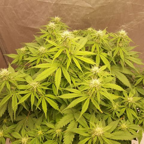 Northern Lights x1 growlog timeline photo