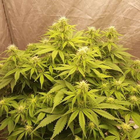 Northern Lights x1 growlog timeline photo