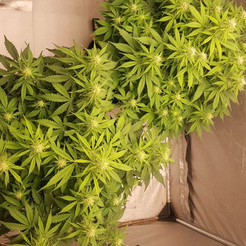 Northern Lights x1 growlog timeline photo