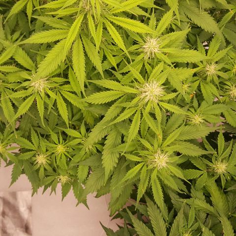 Northern Lights x1 growlog timeline photo