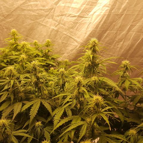 Northern Lights x1 growlog timeline photo