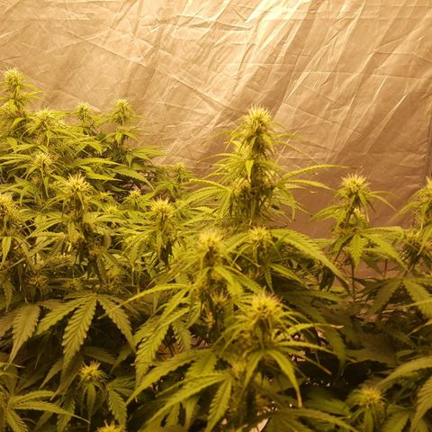 Northern Lights x1 growlog timeline photo